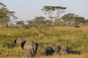 3 day Serengeti safari Seronera