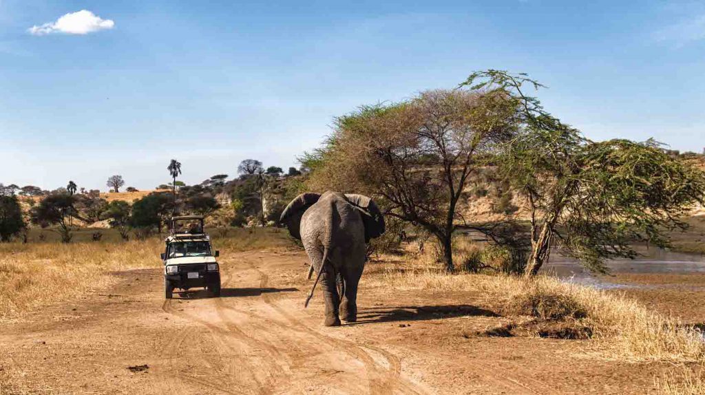 safari depuis zanzibar avis