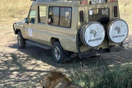 Serengeti safari and Zanzibar beach