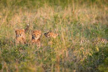 4-day Serengeti Safari