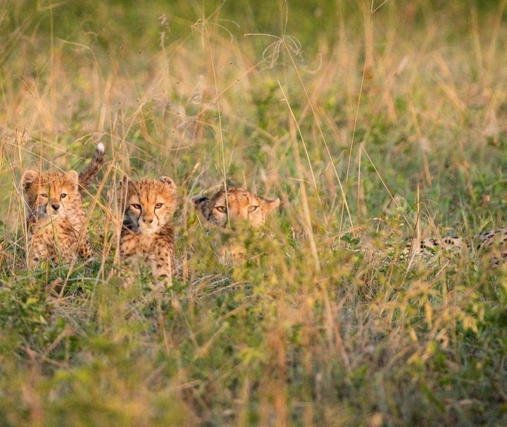 4-day Serengeti Safari