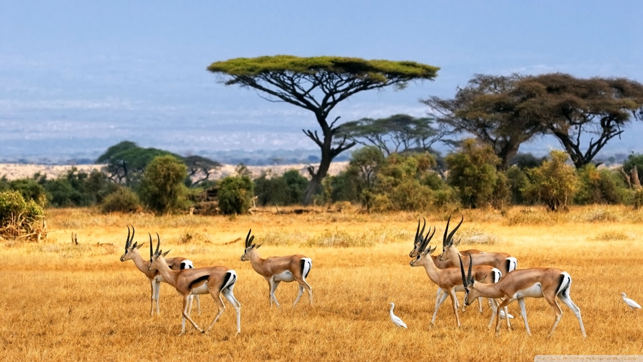 op safari vanuit zanzibar