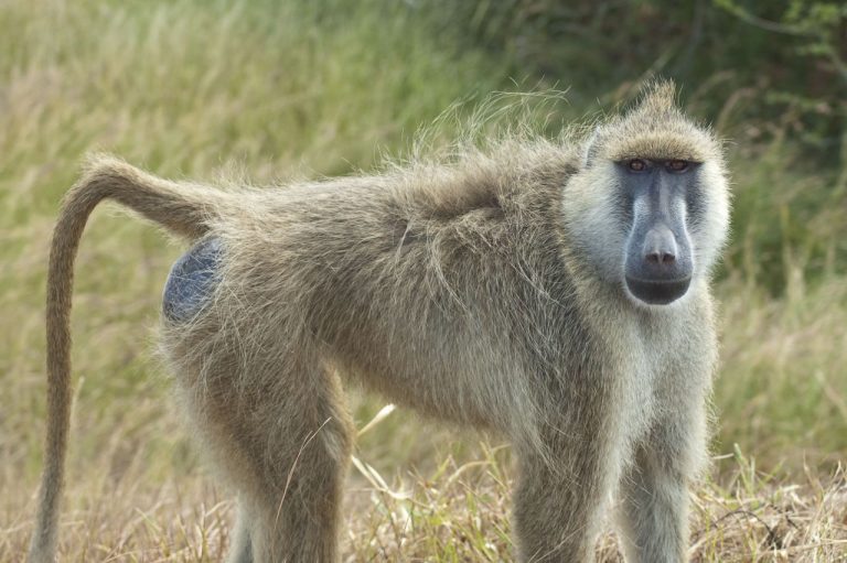 3-Day Safari Mikumi National Park | Short safari from Dar es Salaam