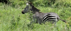 South Tanzania Safari Zebra