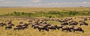 wildebeestts migration in Serengeti