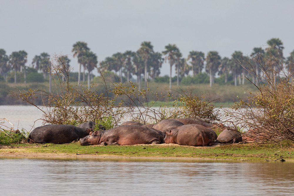 Nyerere National Park voted top in Africa